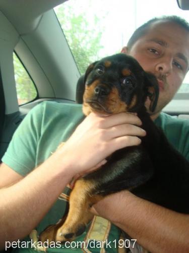 adonİs Erkek Rottweiler