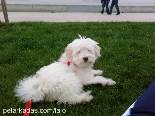 sacha Dişi Old English Sheepdog