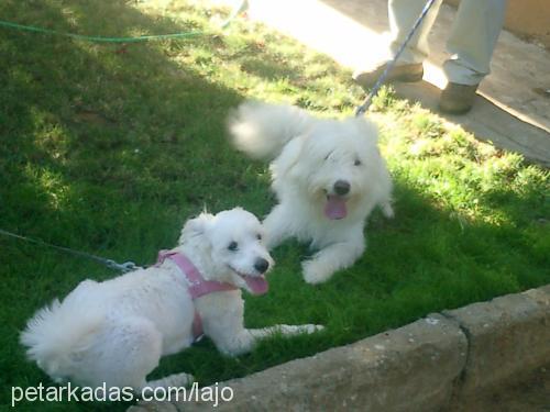 sacha Dişi Old English Sheepdog