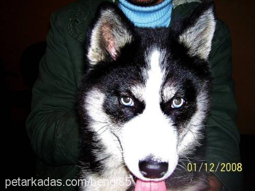 ---İce Dişi Sibirya Kurdu (Husky)