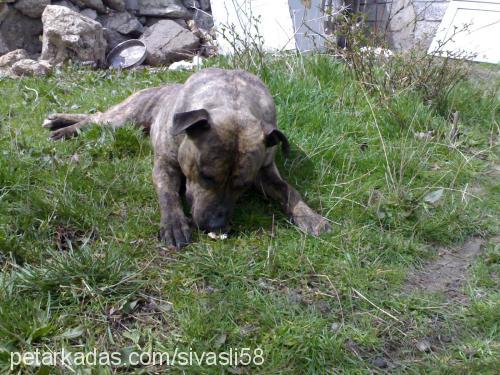 fistik Dişi Amerikan Pitbull Terrier