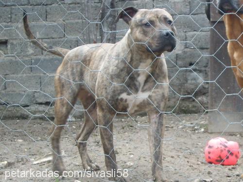 fistik Dişi Amerikan Pitbull Terrier