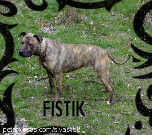 fistik Dişi Amerikan Pitbull Terrier