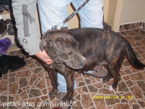 sultan Dişi Amerikan Pitbull Terrier