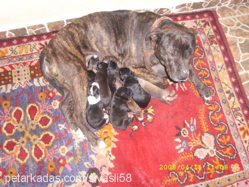 sultan Dişi Amerikan Pitbull Terrier