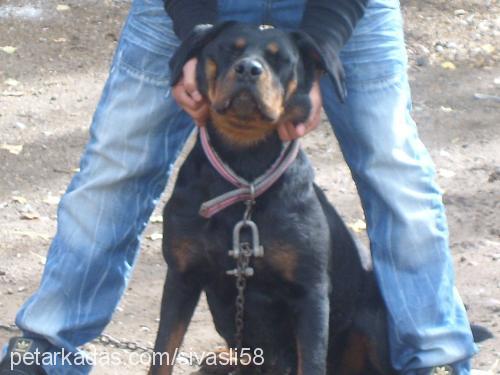 duman Dişi Rottweiler