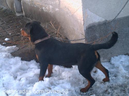 duman Dişi Rottweiler