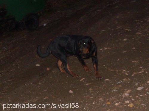 duman Dişi Rottweiler