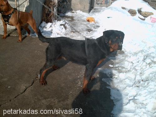 duman Dişi Rottweiler