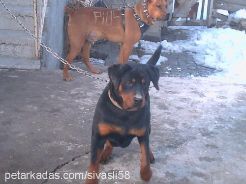 duman Dişi Rottweiler