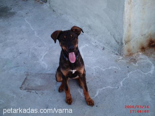 zeyna Dişi Doberman Pinscher