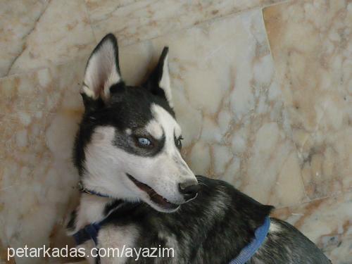 ayaz Erkek Sibirya Kurdu (Husky)