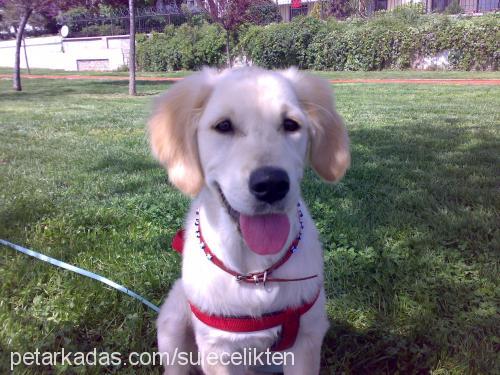 goldie Dişi Golden Retriever