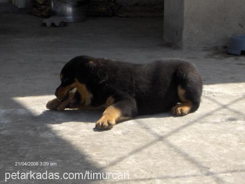 ares Erkek Rottweiler