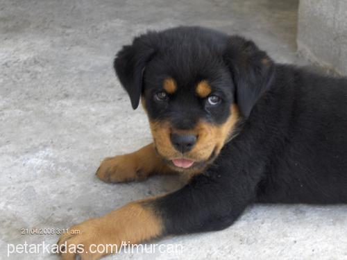 ares Erkek Rottweiler