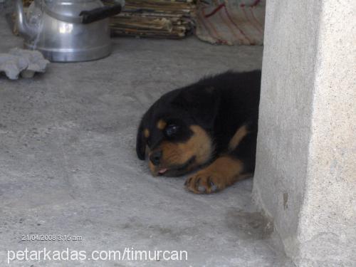 ares Erkek Rottweiler