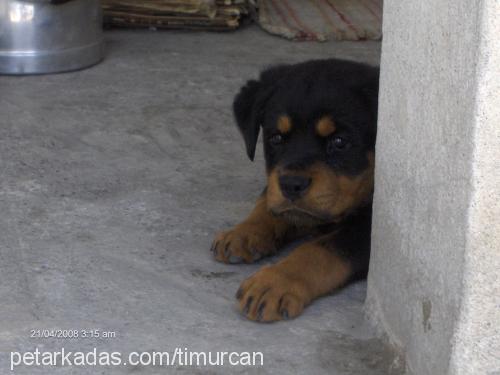 ares Erkek Rottweiler