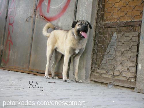 paŞa Erkek Kangal