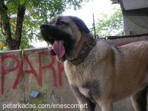 paŞa Erkek Kangal