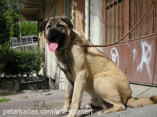 paŞa Erkek Kangal