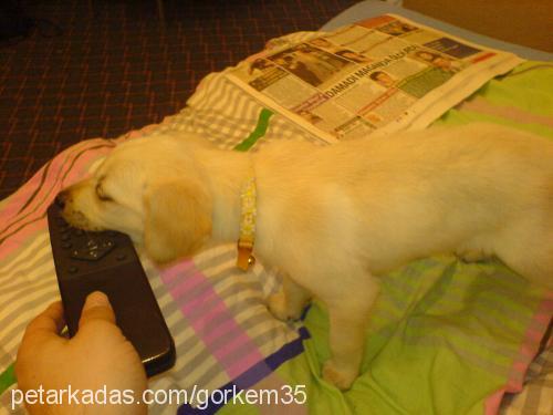 max Erkek Labrador Retriever