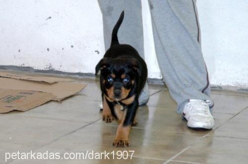 adonİs Erkek Rottweiler