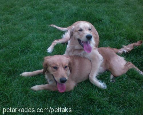 tarcin Erkek Golden Retriever