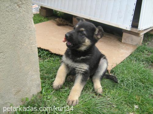 lenka Dişi Alman Çoban Köpeği