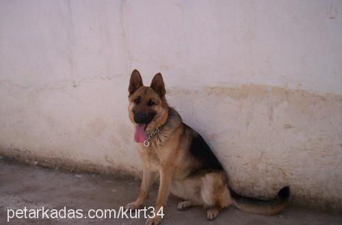 lenka Dişi Alman Çoban Köpeği