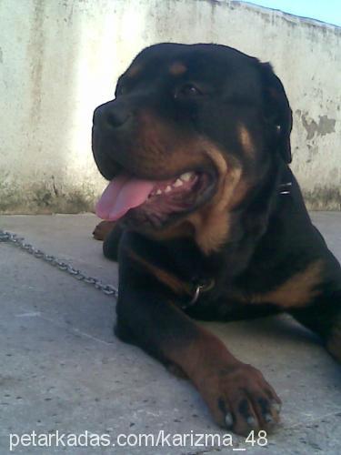 baxi Dişi Rottweiler