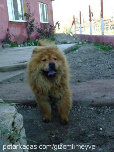 ----ateş---- Erkek Chow Chow