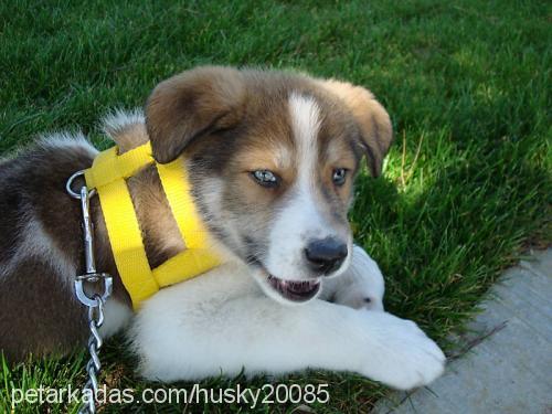 ----ares--- Erkek Sibirya Kurdu (Husky)