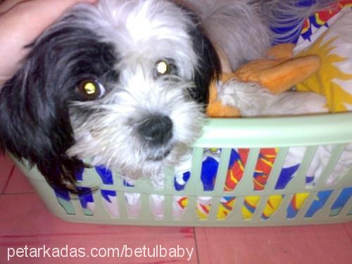 baby Dişi Shih-Tzu