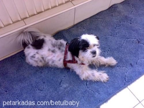 baby Dişi Shih-Tzu