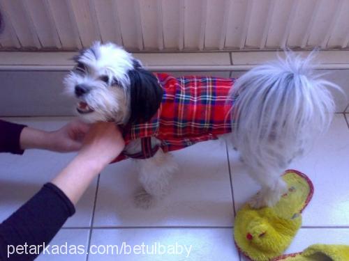 baby Dişi Shih-Tzu