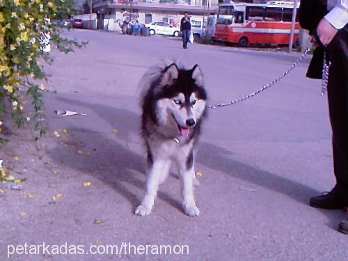 ramon Erkek Sibirya Kurdu (Husky)