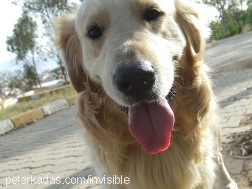 oğlum Erkek Golden Retriever