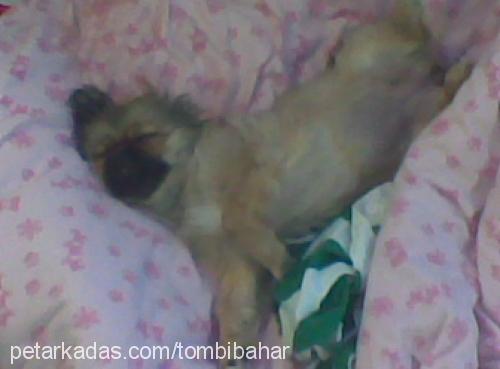 tombİ Dişi Pekingese