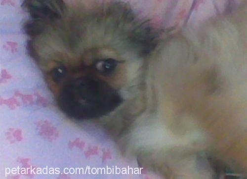 tombİ Dişi Pekingese