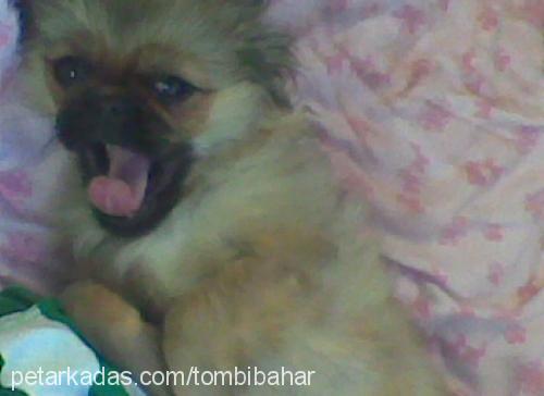 tombİ Dişi Pekingese