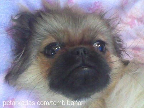 tombİ Dişi Pekingese