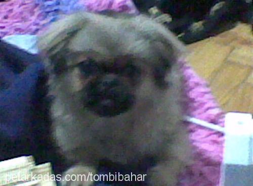 tombİ Dişi Pekingese