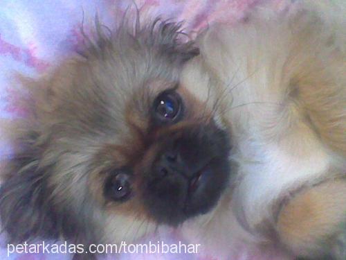 tombİ Dişi Pekingese