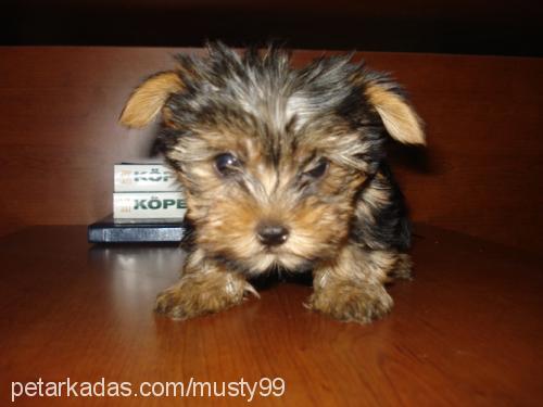 findik Erkek Yorkshire Terrier