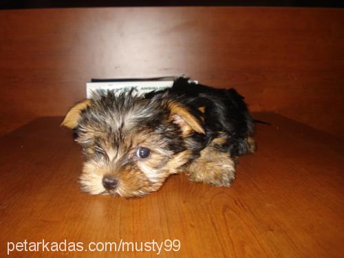 findik Erkek Yorkshire Terrier