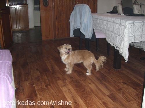 schpetzi Dişi Tibetli Spaniel