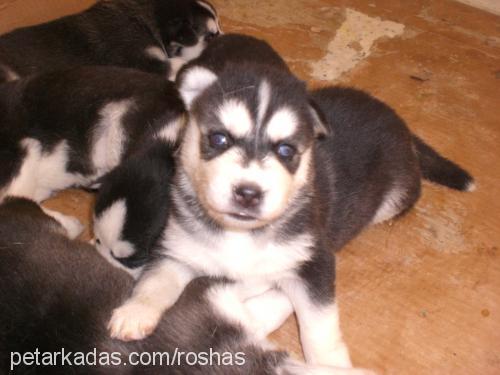 roshas Dişi Sibirya Kurdu (Husky)