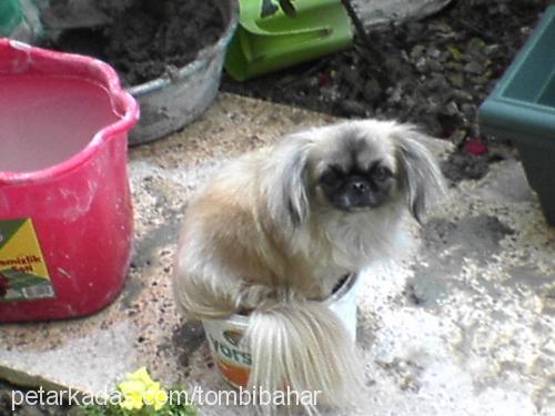 mİnikfare Dişi Pekingese