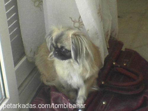 mİnikfare Dişi Pekingese