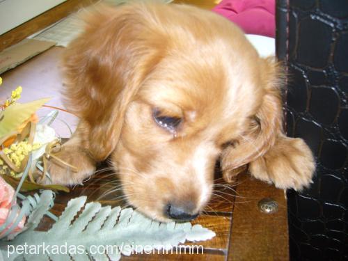 şila Dişi Amerikan Cocker Spaniel